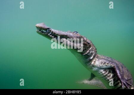 Les jeunes Crocodile, Crocodylus acutus, Floride, Everglades, USA Banque D'Images