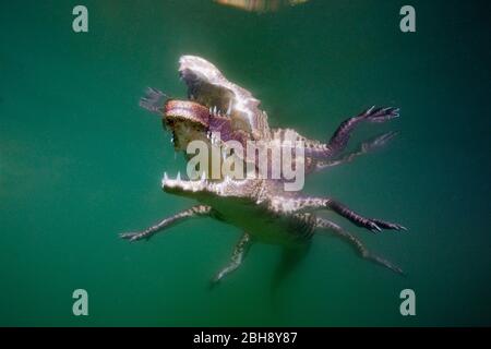 Les jeunes Crocodile, Crocodylus acutus, Floride, Everglades, USA Banque D'Images