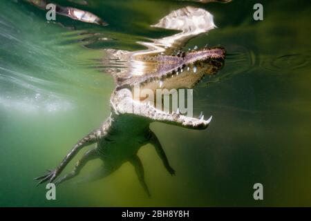 Les jeunes Crocodile, Crocodylus acutus, Floride, Everglades, USA Banque D'Images