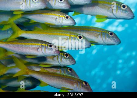 Banc de l'albacore, Goatfish Mulloidichthys vanicolensis,, Red Sea, Egypt Banque D'Images