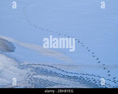 Europa, Deutschland, Hessen, Vöhl, Nationalpark Kellerwald-Edersee, Winterstimmung, Eisformation, Eisstruktur auf dem Edersee, Tierspur Banque D'Images