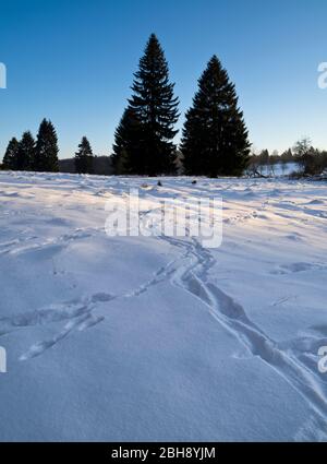 Europe, Allemagne, Hesse, Frankenau, Nationalpark Kellerwald-Edersee, refuge à la Fahrentariesch près d'Altenlotheim, atmosphère hivernale avec glace et neige, traces animales Banque D'Images