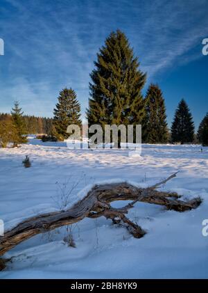 Europe, Allemagne, Hesse, Frankenau, Parc National Kellerwald-Edersee, Hutfläche am Fahrentariesch près d'Altenlotheim, atmosphère hivernale avec glace et neige, bois mort Banque D'Images