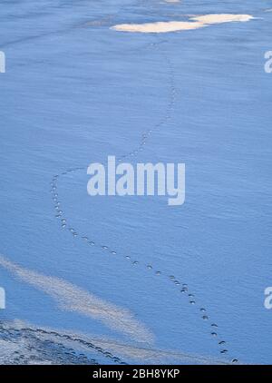 Europa, Deutschland, Hessen, Vöhl, Nationalpark Kellerwald-Edersee, Winterstimmung, Eisformation, Eisstruktur auf dem Edersee, Tierspur Banque D'Images