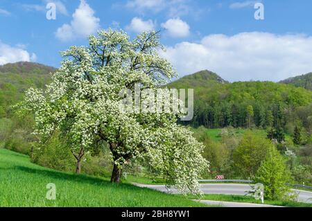 Allemagne, Bade-Wurtemberg, Eningen, blühender Birnbaum auf einer Wiese am Albtrauf Banque D'Images
