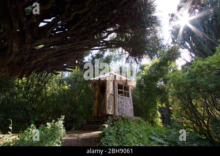 Palerme, vieille ville, jardin botanique, cabane en bois au milieu d'une petite forêt Banque D'Images