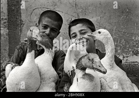 Diyarbakir, Kurdistan, sud-est de la Turquie. Septembre 1989. Les garçons kurdes empoent des oies sur le marché de la ville. Banque D'Images