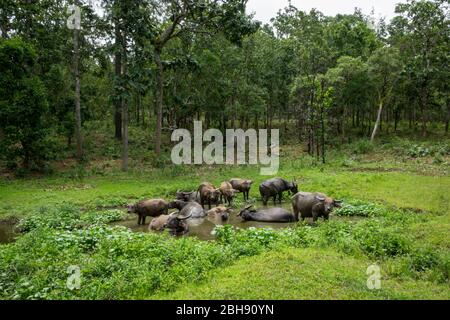 Troupeau de buffles d'eau dans la jungle pendant le bain Banque D'Images