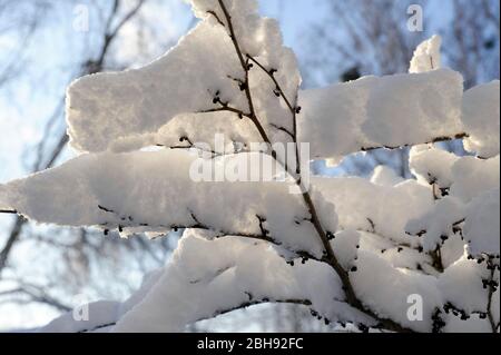 Des plantations de neige dans le jardin en hibernation Banque D'Images