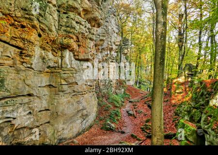 Forêt dans la gorge du diable près d'Erzen, plateau de Ferschweiler, Parc naturel de l'Eifel du Sud, Rhénanie-Palatinat, Allemagne Banque D'Images