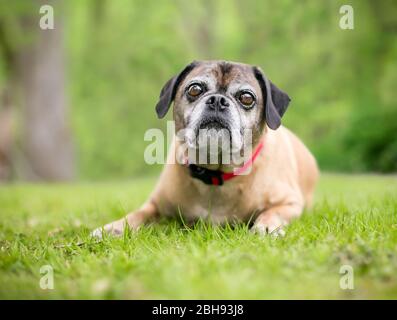 Chien mixte Pug x Beagle, également connu sous le nom de « Puggle », portant un col rouge à l'extérieur Banque D'Images