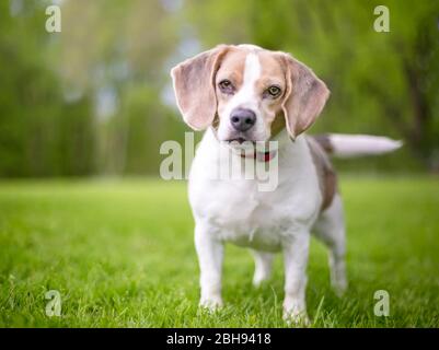 Un chien de Beagle portant un col rouge debout à l'extérieur Banque D'Images