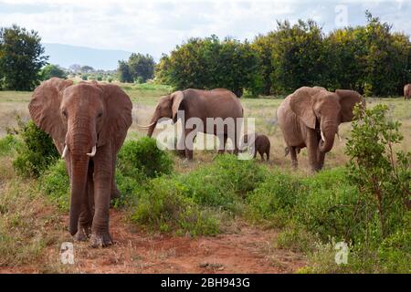 Une famille d'éléphants dans la brousse du parc national de samburu Banque D'Images