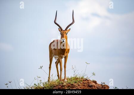 Une magnifique antilope est debout sur une colline