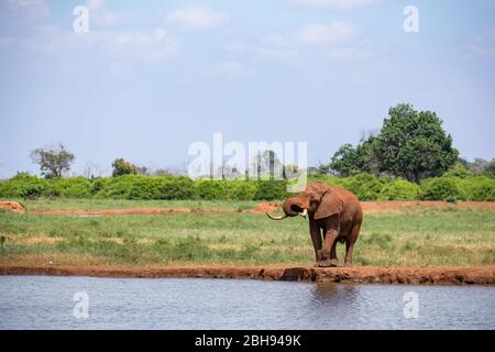 Un éléphant sur le trou d'eau dans la savane du Kenya Banque D'Images