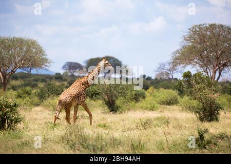 Une girafe se promonne entre le Bush dans le paysage de la savane Banque D'Images