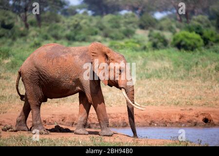 Un éléphant sur le trou d'eau dans la savane du Kenya Banque D'Images