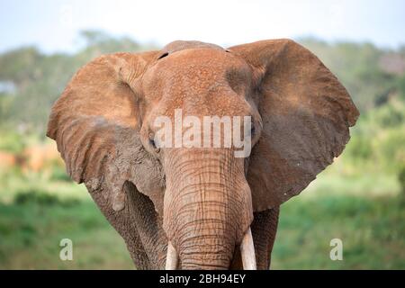 Le visage d'un éléphant rouge pris de près Banque D'Images