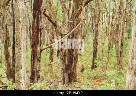 Paysage, Eueucalyptus bleu (Eueucalyptus globulus), forêt tropicale, parc national Great Otway, Victoria, Australie, Océanie Banque D'Images