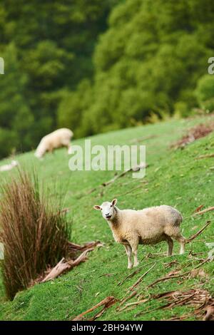 Merino brebis (Ovis bélier), pré, latéralement, debout, regarder caméra Banque D'Images