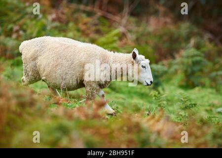 Moutons Merino (Ovis bélier), prairie, latéralement, courir Banque D'Images