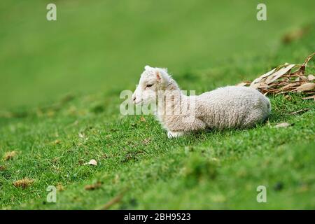 Mouton mérinos (bélier Ovis), agneau, prairie, latéral, couché Banque D'Images