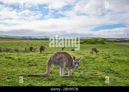 Kangourous gris de l'est (Macropus giganteus), prairie, latéralement, debout, regardant l'appareil photo Banque D'Images