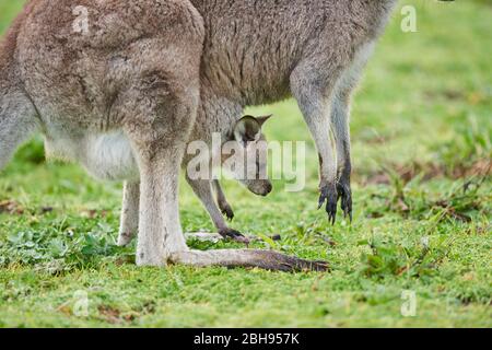 Kangourou géant gris oriental (Macropus giganteus), mère avec jeune en sac, pré, latéral, debout Banque D'Images