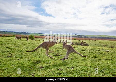 Kangourous gris de l'est (Macropus giganteus), prairie, latéral, lutte Banque D'Images