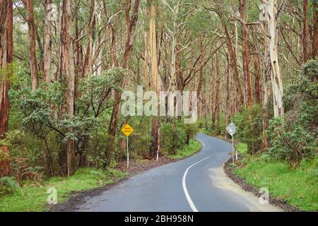 Paysage, route, eucalyptus bleus (Eueucalyptus globulus), forêt tropicale, parc national Great Otway, Victoria, Australie, Océanie Banque D'Images