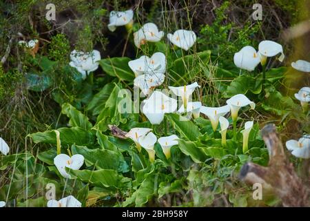 Nénuphars sauvages (Calla palustris), fleurs, Victoria, Australie Banque D'Images