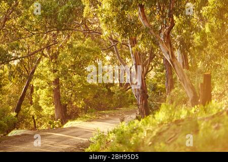 Paysage, route, eucalyptus bleus (Eueucalyptus globulus), Rainforest, Kennet River, Great Otway National Park, Victoria, Australie, Océanie Banque D'Images