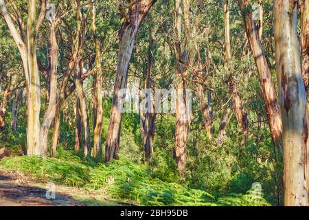 Paysage, eucalyptus bleus (Eueucalyptus globulus), Rainforest, Kennet River, Great Otway National Park, Victoria, Australie, Océanie Banque D'Images