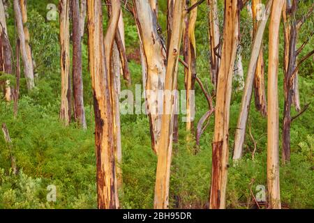 Paysage, eucalyptus bleus (Eueucalyptus globulus), Rainforest, Kennet River, Great Otway National Park, Victoria, Australie, Océanie Banque D'Images