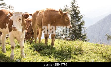 Veaux sur le pâturage au Feilkopf, à l'Achensee, Tyrol, Autriche Banque D'Images