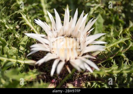 Chardon argenté, Carlina aculis, gros plan Banque D'Images