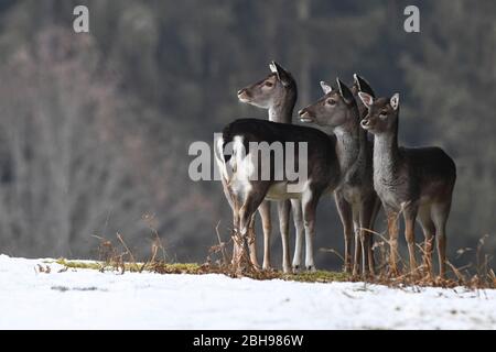 Cerf-flow, flow deers Banque D'Images