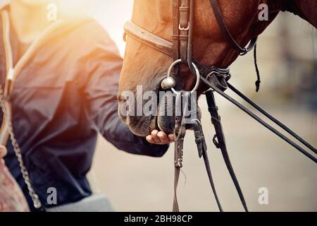 Le cheval prend un plaisir de sa main. Le museau est l'étalon rouge sportif dans la bride. Cheval de dressage. Sport équestre. Banque D'Images