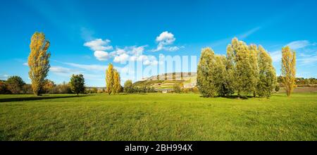 Automne dans la vallée de l'Unstruttal, poplars sur pré, en arrière-plan château de Neuenburg, près de Freyburg, Saxe-Anhalt, Allemagne Banque D'Images