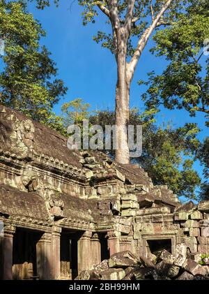 Ruines du Temple, Ta Prohm, Parc archéologique d'Angkor, Siem Reap, Cambodge, Banque D'Images