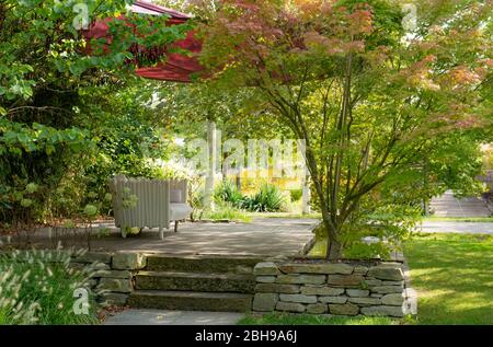 Jardin, paysage, érable japonais, Acer japonicum Banque D'Images