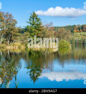 Allemagne, Bade-Wuerttemberg, Illmensee, épinette de Norvège, épinette commune, épinette rouge ou sapin rouge sur Illmensee, Picea abies, Pinaceae. L'Illmensee se trouve dans la zone FFH 8122-342 'Pfrunger Ried et lacs à Illmensee'. Dans la réserve naturelle se trouve le district du lac glaciaire avec l'Illmensee, le Ruschweiler See et le lac Volzer. Banque D'Images