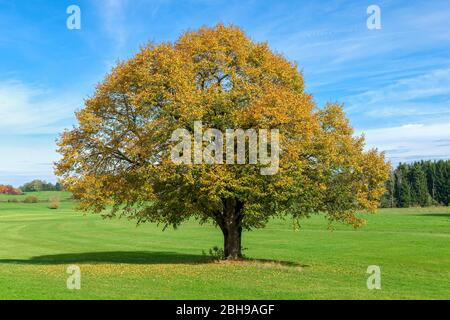 Allemagne, Bade-Wuerttemberg, Vogt, tilleul à petits feuilles, Tilia cordata, dans la vallée de Wolgegger ACH, entre les quartiers Unterhalden et Grund. Banque D'Images