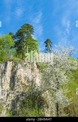 Allemagne, Bade-Wurtemberg, Oberndorf am Neckar, cerisier fleuri, rochers, pins, printemps. Banque D'Images