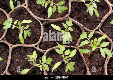 Semis. Plants de tomates. Semis de tomates Solanum lycopersicum 'Golden Sunrise' en pots biodégradables au printemps. ROYAUME-UNI Banque D'Images