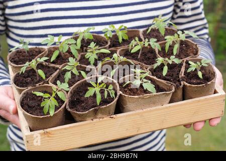 Solanum lycopersicum 'Golden Sunrise'. Plantules de tomates dans des pots biodégradables au printemps. ROYAUME-UNI Banque D'Images