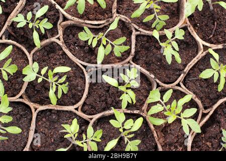 Solanum lycopersicum 'Golden Sunrise'. Plantules de tomates dans des pots biodégradables au printemps. ROYAUME-UNI Banque D'Images