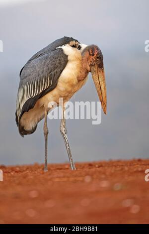 Marabou stork (crumeniferus Flamant rose (Phoenicopterus ruber), KwaZulu-Natal, Afrique du Sud Banque D'Images