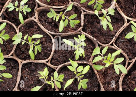 Semis. Plants de tomates. Plants de tomates. Création de plants de tomates Solanum lycopersicum 'Golden Sunrise' dans des pots biodégradables au printemps. ROYAUME-UNI Banque D'Images