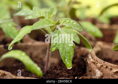 Plant de tomate. Plants de tomates. Plants de tomates. Semis de tomates fraîchement arrosés dans des pots biodégradables au printemps. ROYAUME-UNI Banque D'Images